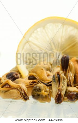 Mossel