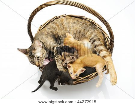 cat