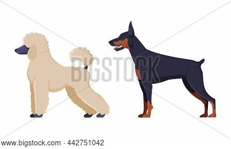 Poodle And Dobermann Purebred Dog As Domestic Pet Animal In Standing Pose Side View Vector Set