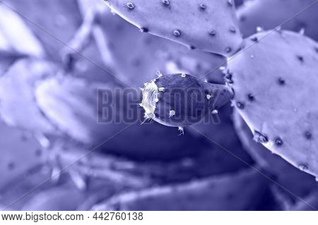 Purple Violet Cactus Fruit Close Up. Prickly Pear, Opuntia. Natural Background In Trendy Colors Of T
