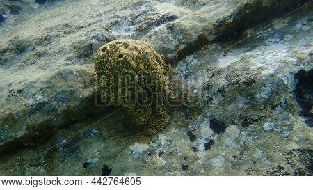 Stinker Sponge (sarcotragus Fasciculatus) Undersea, Aegean Sea, Greece, Halkidiki