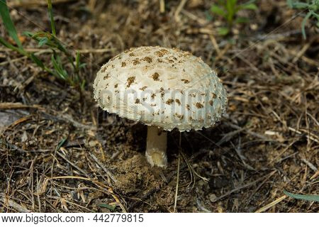 Amanita Vittadinii (latin: Saproamanita Vittadinii) Mushroom. The Mushroom Was Given A Specific Name
