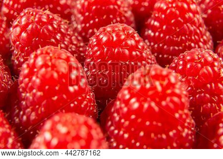 Macro Photo Of Fresh Organic Raspberries. Appetizing Fruit Raspberries In Close-up