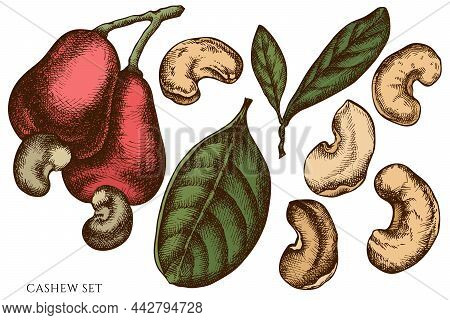 Vector Set Of Hand Drawn Colored Cashew Stock Illustration