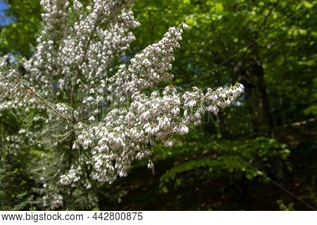 Erica Lusitanica Rudolphi Or Portuguese Heath Or Spanish Heath Blooming In The Montegrande Beech For