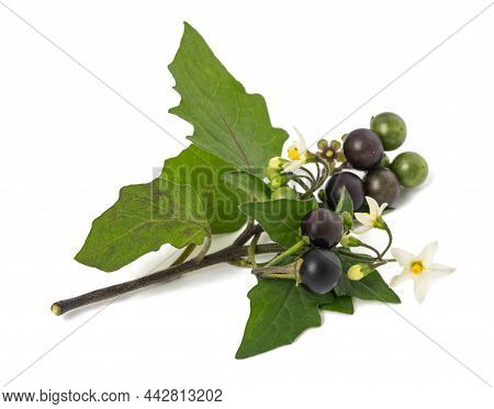 Black Nightshade Plant Isolated On White Background