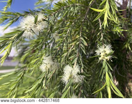 Beautiful Flowering Of Callistemon Salignus With White Flowers