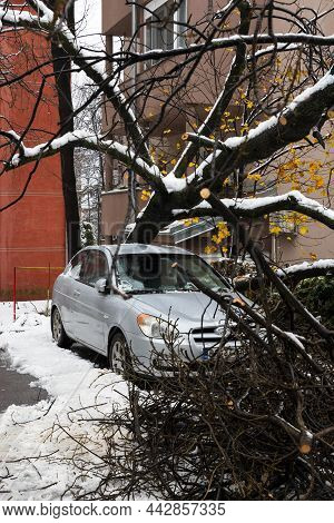 Belgrade, Serbia - December 13, 2021 - Tree Fell On The Car And Crushed It Due To Heavy Snow Storm I
