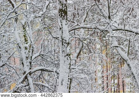 Branches And Trunks Of The Deciduous Trees Covered With Freshly Fallen Fluffy Snow In Cloudy Winter 