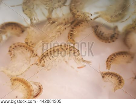 Close Up Of Crayfish, Zooplankton As Food For Fish.
