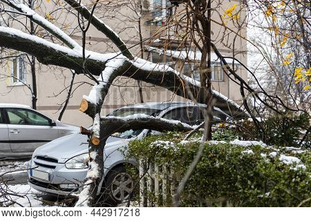 Tree Fell On The Car And Crushed It Due To Heavy Snow Storm