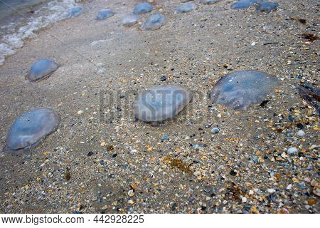Dead Jellyfish Lie On The Seashore On The Sand