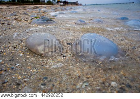 Dead Jellyfish Lie On The Seashore On The Sand