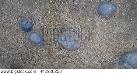 Dead Jellyfish Lie On The Seashore On The Sand