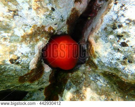 Closed Plum Anemone, Beadlet Anemone Or Red Sea Anemone (actinia Equina) Undersea, Aegean Sea, Greec