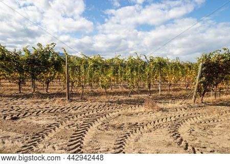 Vineyard In Okanagan Valley In Osoyoos, British Columbia, Canada