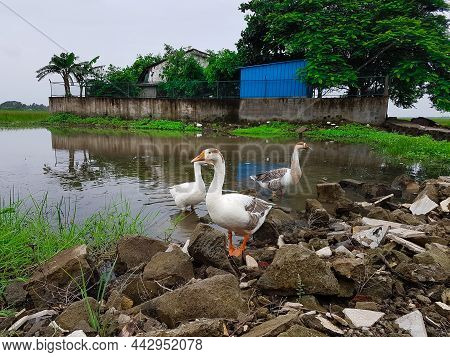 Ducks Walking By The Pond.landscape View In Open