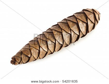 Pine Cone