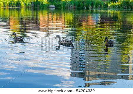 Ducks on a city pond