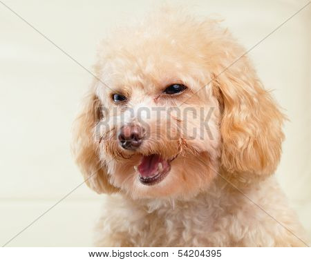 Dog poodle smile