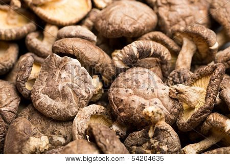 Dried mushroom