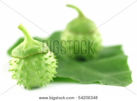 Medicinal Datura With Leaf