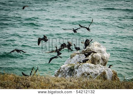birds