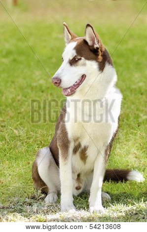 Siberian Husky