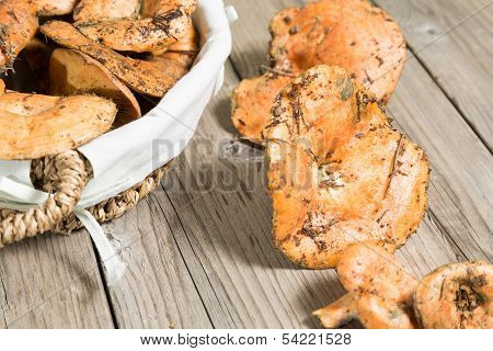 Freshly Picked Mushrooms