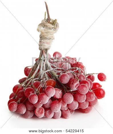 Red berries of viburnum with ice crystals, isolated on white