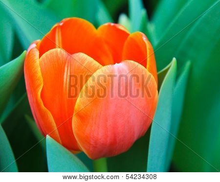 Orange Tulip Flower In Garden