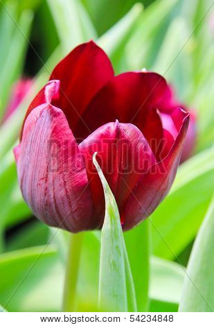 Red Tulip
