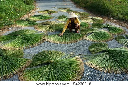 People Dry Rush (sedge)  In Sector Shape