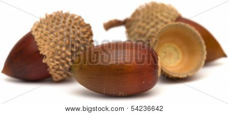 Acorns
