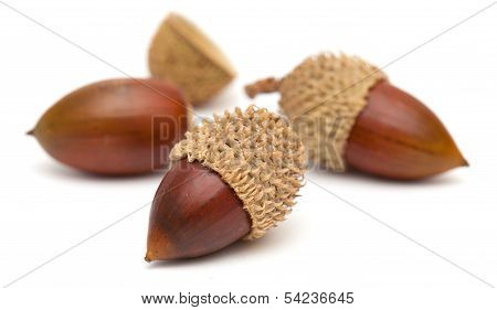 Acorns