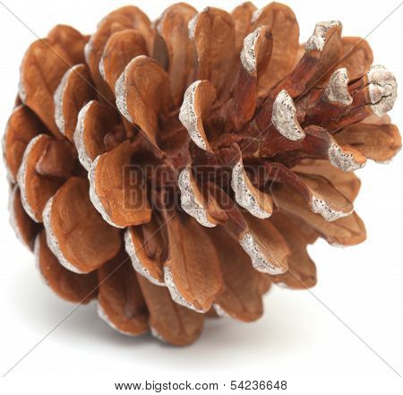 Aleppo Pine Cone