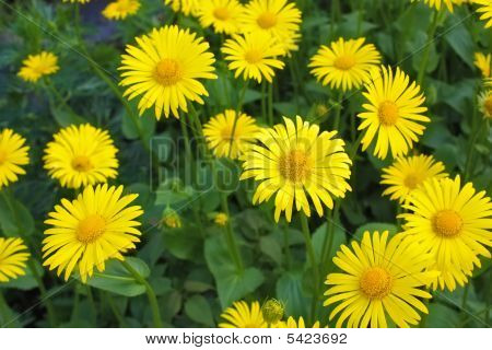 Doronicum