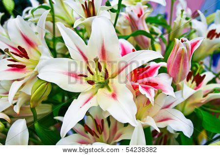 A Bouquet Of Lily Flowers.