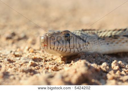 Macro di Gophersnake
