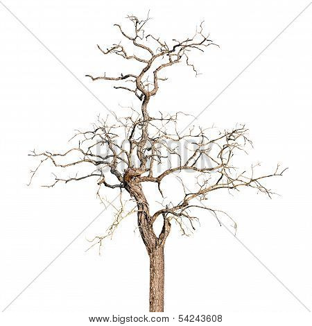 Dead Tree