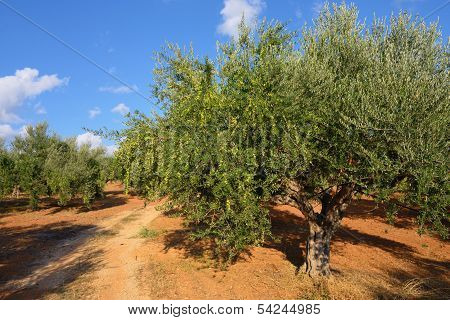 Olive Tree