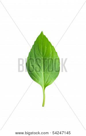 green leaf