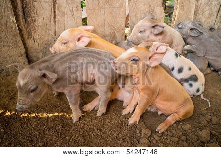 baby pig