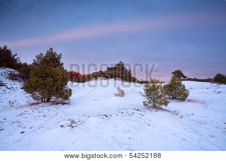 Sunset In Winter Forest