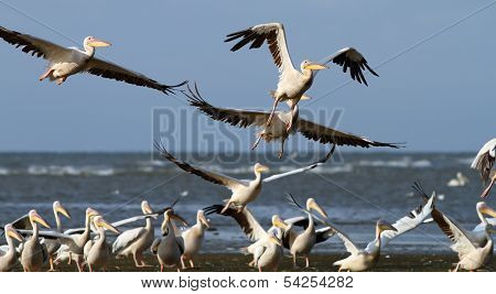 Flock Of Pelicans Taking Flight At Sahalin