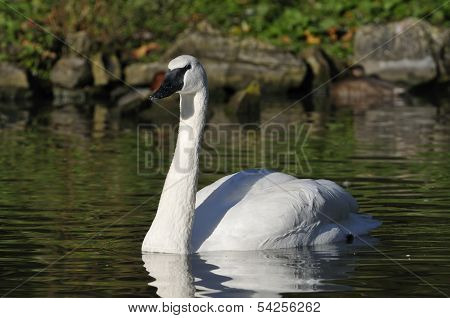 Trumpeter Swan