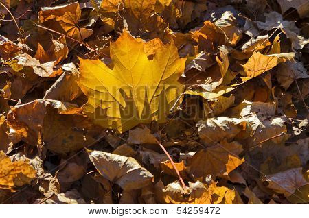 Sunlit golden autumnal foliage