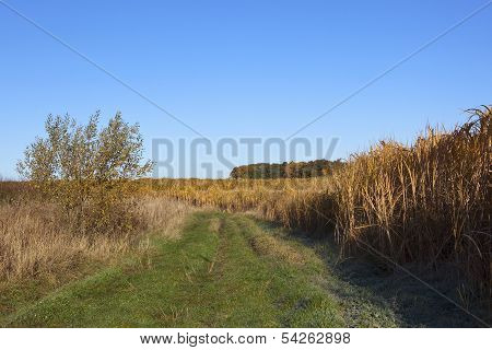 Miscanthus In Autumn