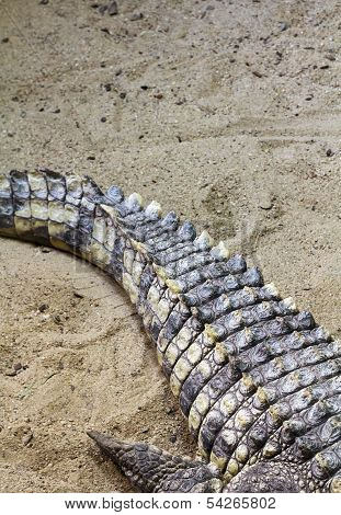 Yellow And Grey Crocodile Tail