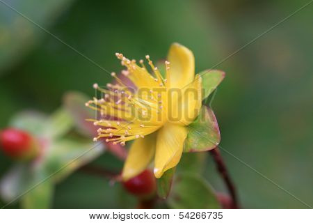 Tutsan Flower